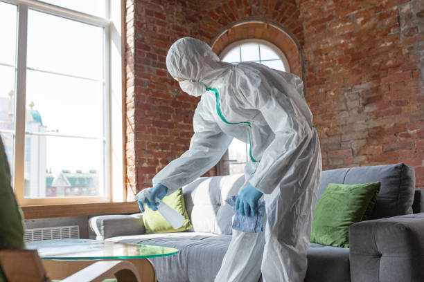 Best Attic Mold Removal in Imperial, PA