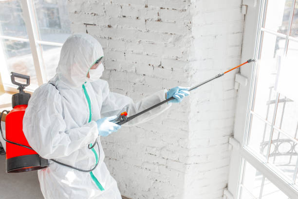 Best Emergency Mold Remediation in Imperial, PA